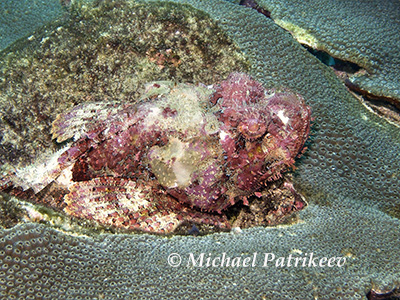 Spotted Scorpionfish (Scorpaena plumieri)